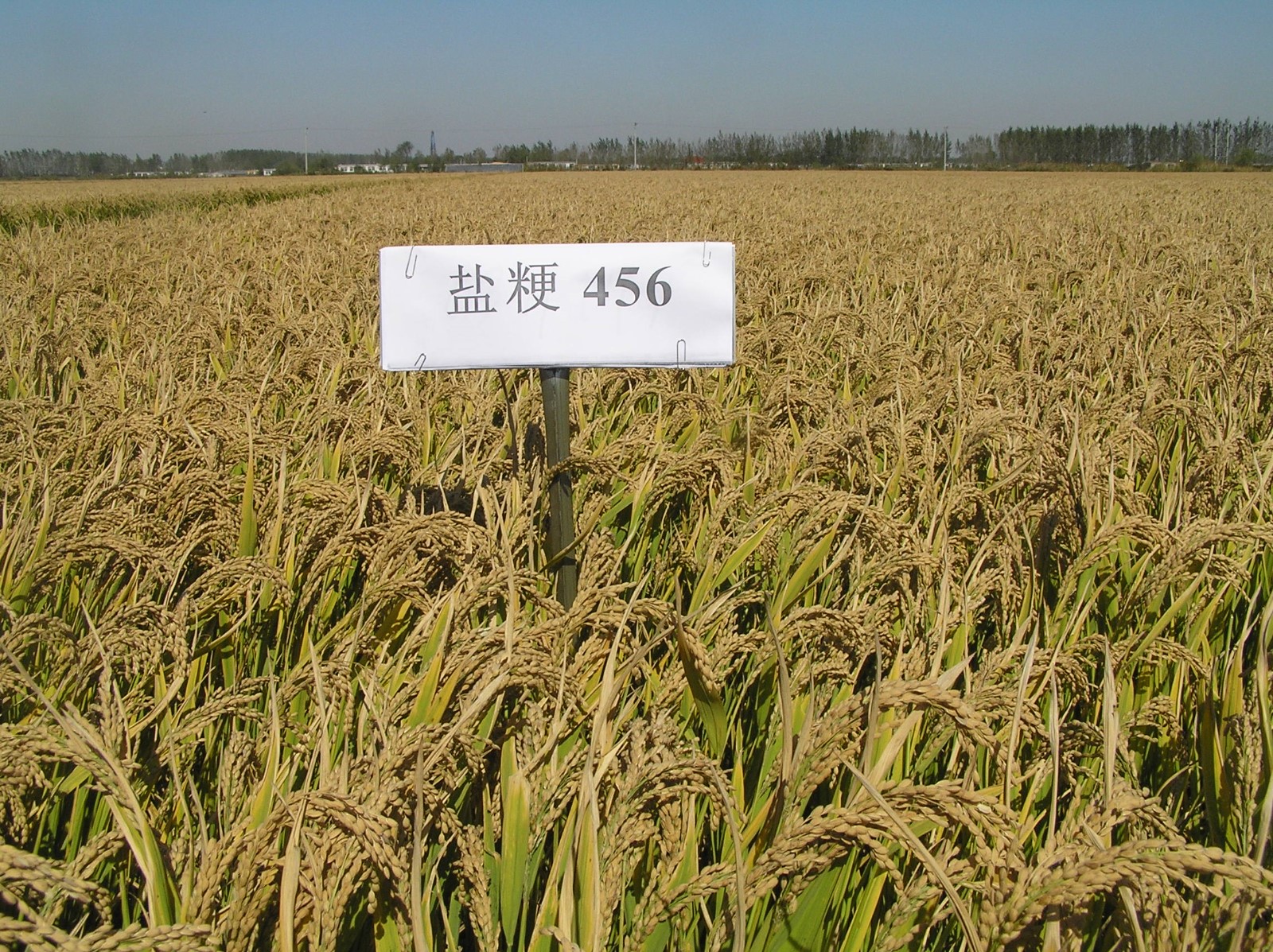 盐粳456.JPG